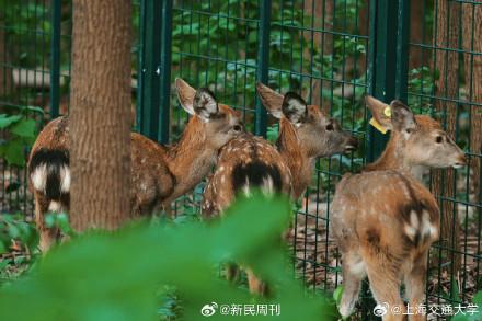 數(shù)百人涌入上海交大，只為目睹小鹿的魅力