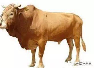全球牛肉市場(chǎng)牛市行情未來可期