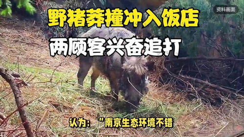 野豬闖入飯館，英勇食客聯(lián)手擒豬