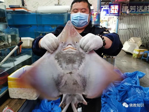 老人智慧之舉，放生大米，米壞變魚(yú)食