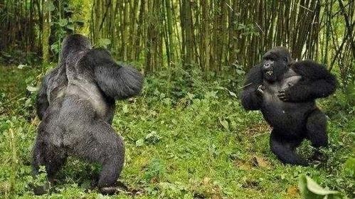 動物園回應(yīng)水豚遭遇猩猩欺負虐待事件