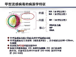 流感病毒的主導(dǎo)者——甲流病毒的現(xiàn)狀與防控