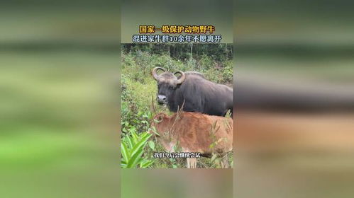 野牛誤入家牛群，和諧共處十余載