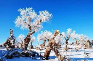 雪后奇景，新疆大地之樹(shù)驚艷現(xiàn)身