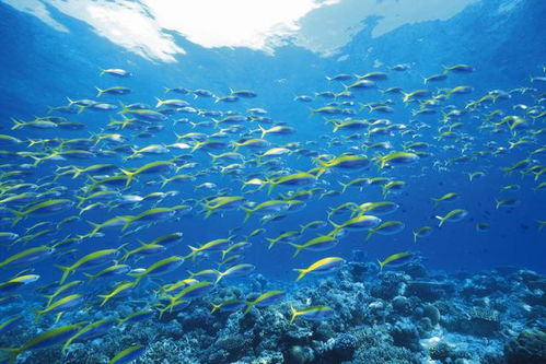 海洋公園回應躺著睡覺的魚死亡事件