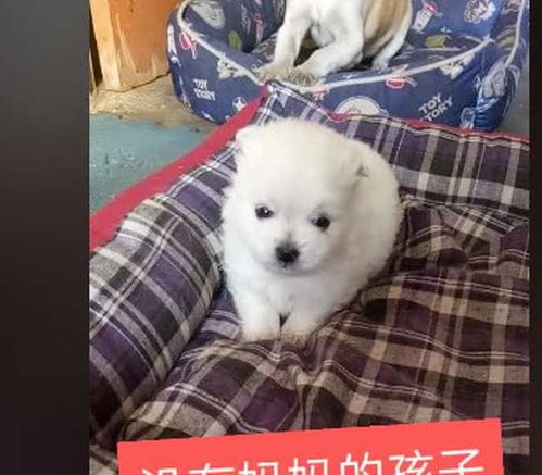 狗媽媽與凍僵小狗的求救之旅