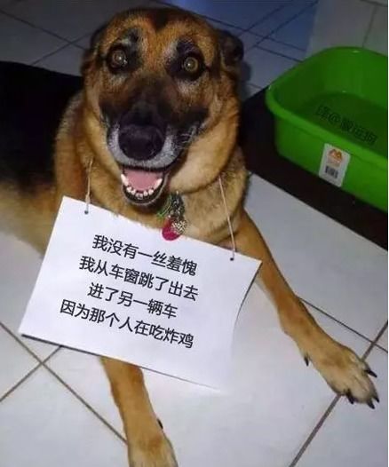 驚魂一刻，女孩串門遭遇猛犬狂追