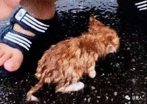 雨中奇跡，男孩忍臭救出被困黑洞的四只小狗