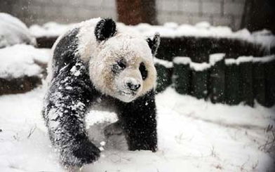 西藏棕熊被拍到雪地撒歡奔跑