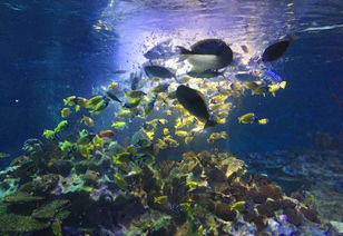 年虧7億海昌海洋公園慌不慌