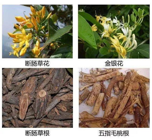 一家6口誤用斷腸草煲湯中毒