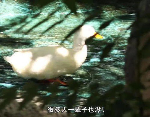 嫉妒使孔雀面目全非 嫉妒使孔雀面目全非