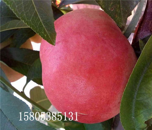 山東一株番茄苗長成樹 年產(chǎn)6000斤
