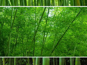 竹林外景設(shè)計(jì)效果圖 竹林外景設(shè)計(jì)效果圖片大全 