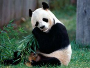 小米熊貓，科技與萌寵的完美結(jié)合，小米熊貓，科技與萌寵的夢(mèng)幻聯(lián)動(dòng)