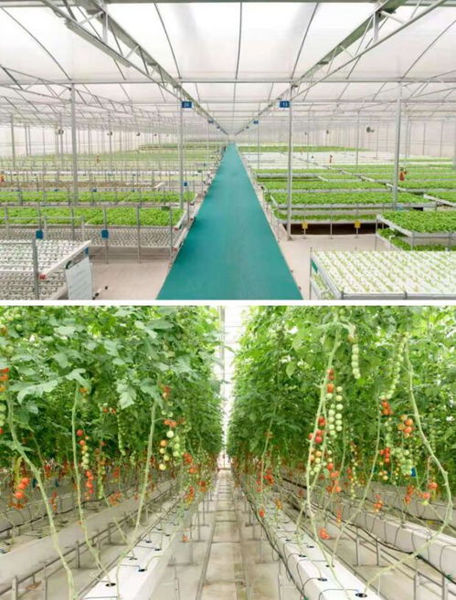 蔬菜區(qū)域設(shè)計(jì)圖片