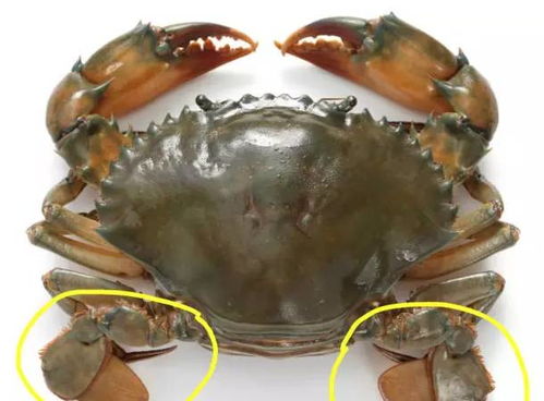 海蟹設計圖片簡單