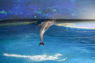 深海童話設計圖片