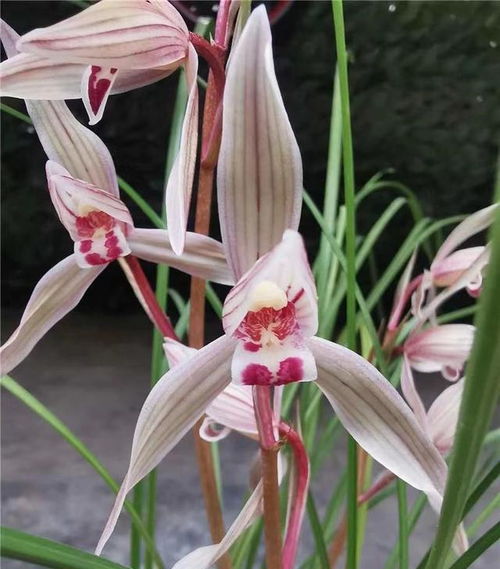 男子賣2盆花被索賠5萬(wàn) 網(wǎng)友：啥花？