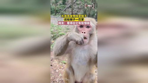 男子被猴子搶食還挨了一巴掌
