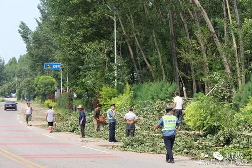 蘭州大風(fēng)：自行車起飛 大樹攔腰刮斷