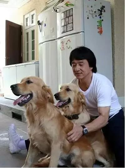 狗主人回應(yīng)農(nóng)村狗狗因霸氣走紅