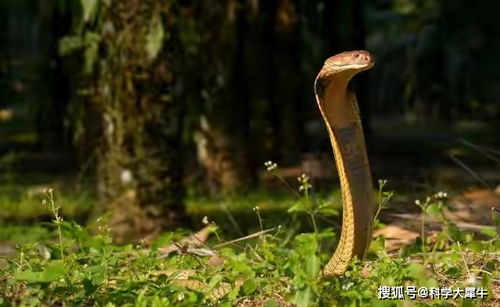三亞常見毒蛇為竹葉青眼鏡蛇