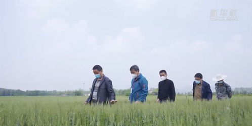 種糧大戶的“豐收密碼”