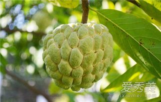 湖南一學(xué)校買1萬多公斤荔枝給師生(學(xué)校荔枝能吃嗎) 湖南一學(xué)校買1萬多公斤荔枝給師生(學(xué)校荔枝能吃嗎)