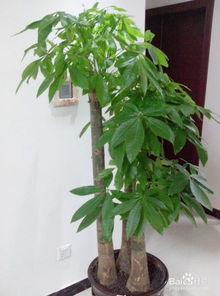 幻象展示設(shè)計方案[幻象藝術(shù)]