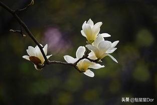 客戶設(shè)計(jì)方案視頻[客戶方案怎么做]