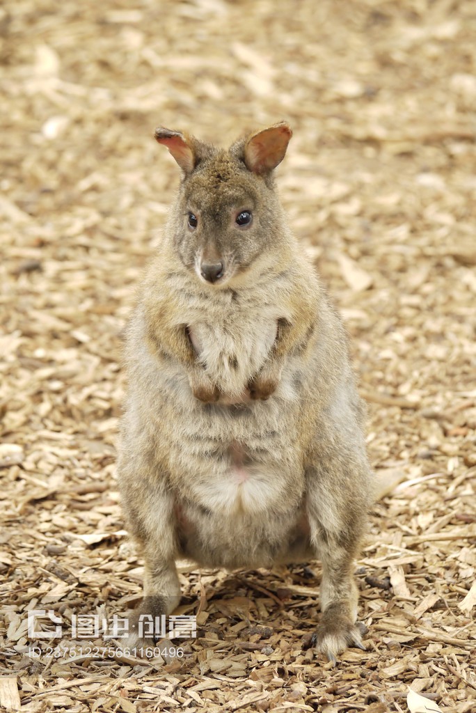 kangaroo,kangaroo復數為什么不加es